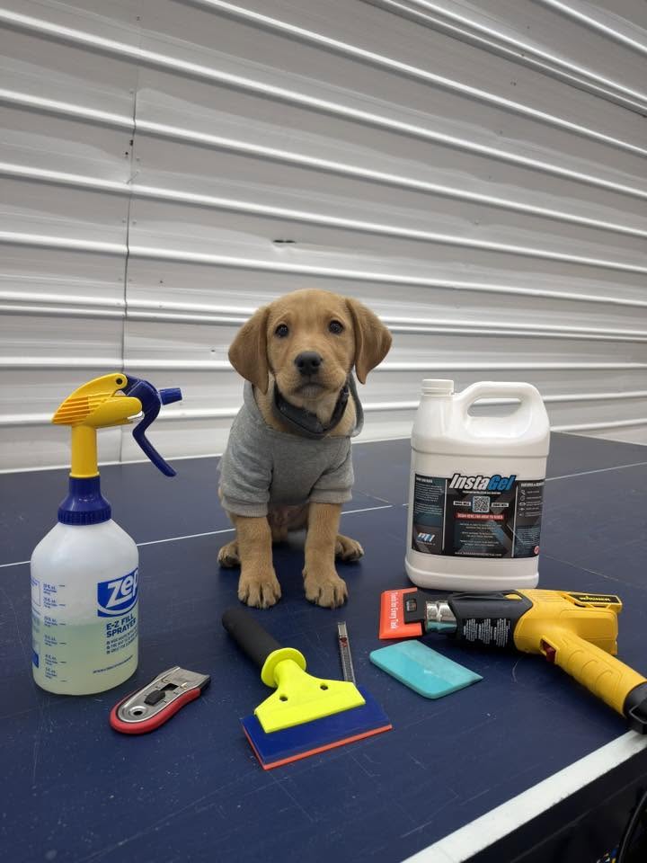 Cooper in his grey hoodie, sitting on the blue shop table behind the tint tools